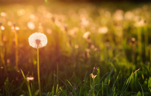 Dandelion2